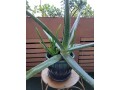 large-life-aloe-vera-plant-ceramic-pot-indoor-outdoor-succulents-small-7