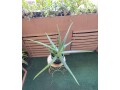 large-life-aloe-vera-plant-ceramic-pot-indoor-outdoor-succulents-small-6