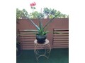 large-life-aloe-vera-plant-ceramic-pot-indoor-outdoor-succulents-small-5