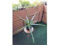 large-life-aloe-vera-plant-ceramic-pot-indoor-outdoor-succulents-small-4