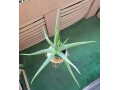 large-life-aloe-vera-plant-ceramic-pot-indoor-outdoor-succulents-small-3