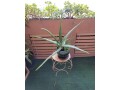 large-life-aloe-vera-plant-ceramic-pot-indoor-outdoor-succulents-small-2