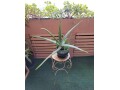 large-life-aloe-vera-plant-ceramic-pot-indoor-outdoor-succulents-small-1