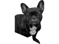 missing-dog-mushie-small-0