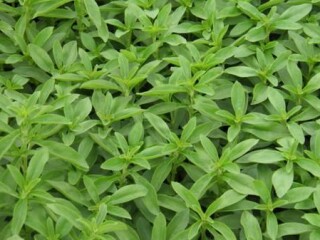 stevia-plants-sweetner-herbs-and-spice