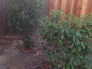 free-plants-and-bushes-you-dig-and-haul-away