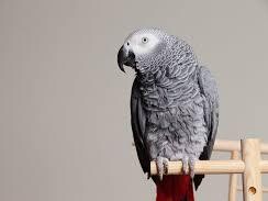 lost-african-grey-parrot