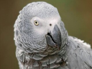 rehome-friendly-african-grey-parrot