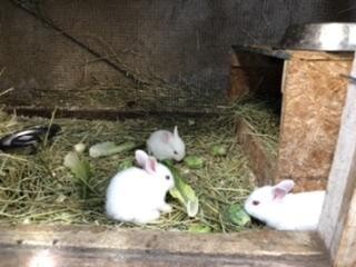 baby-bunnies
