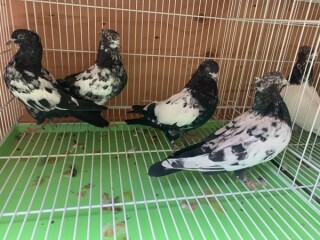 iranian-pigeons-high-flyers-pigeon-homing-pigeons