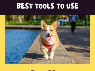 missing-pet-missing-dog-cat-notify-your-neighbors