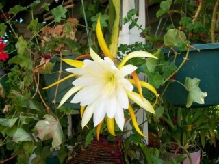 indor-and-out-door-plants-for-sale