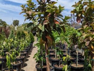 guava-trees