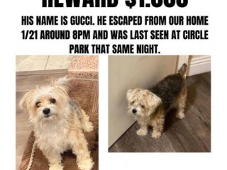 lost-dog-in-inglewood-morkie-white-face-grey-body