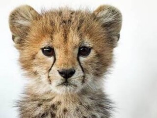 help-us-build-a-new-wildlife-research-center