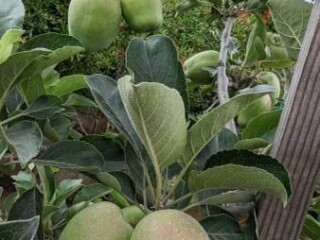 apple-tree