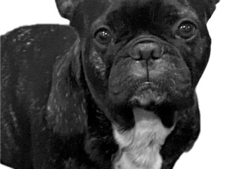 missing-dog-mushie