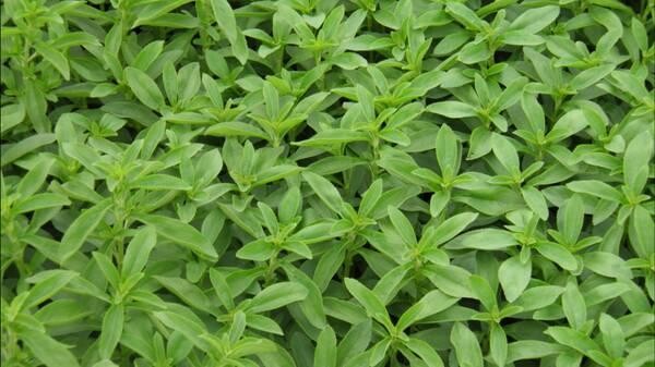 stevia-plants-sweetner-herbs-and-spice-big-0