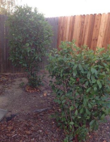 free-plants-and-bushes-you-dig-and-haul-away-big-0