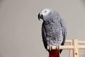 lost-african-grey-parrot-big-0