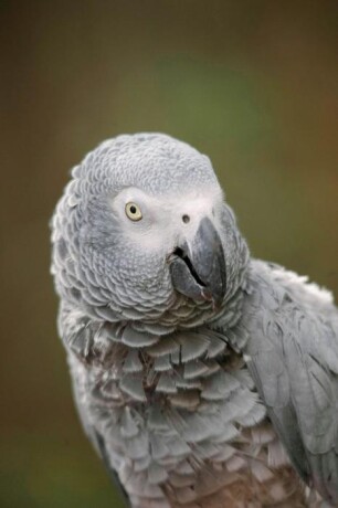 rehome-friendly-african-grey-parrot-big-0
