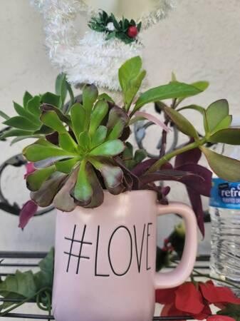 rae-dunn-love-mug-with-organic-well-rooted-succulents-big-5