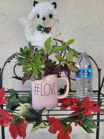 rae-dunn-love-mug-with-organic-well-rooted-succulents-big-2