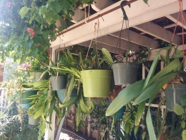 indor-and-out-door-plants-for-sale-big-16