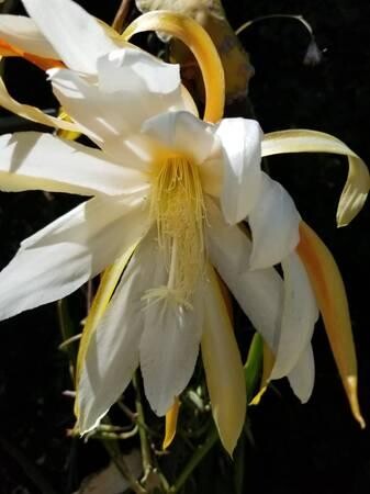 indor-and-out-door-plants-for-sale-big-15