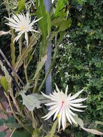 indor-and-out-door-plants-for-sale-big-14