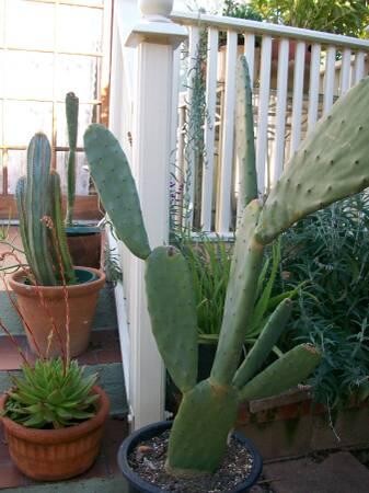 indor-and-out-door-plants-for-sale-big-13