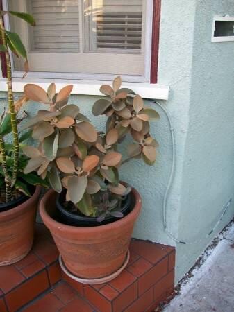 indor-and-out-door-plants-for-sale-big-11