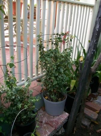 indor-and-out-door-plants-for-sale-big-10