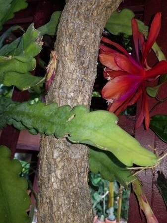 indor-and-out-door-plants-for-sale-big-9