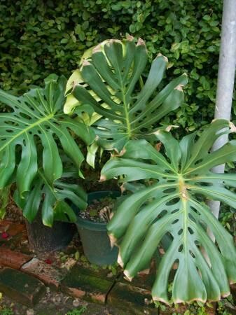 indor-and-out-door-plants-for-sale-big-8