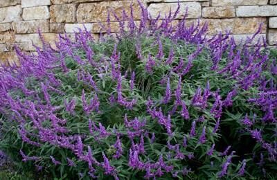indor-and-out-door-plants-for-sale-big-7