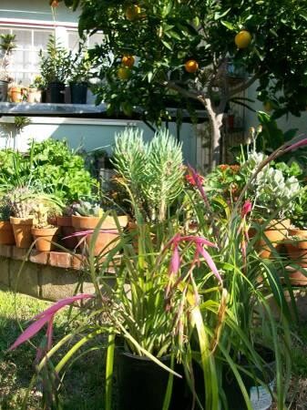 indor-and-out-door-plants-for-sale-big-6