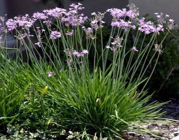 indor-and-out-door-plants-for-sale-big-5