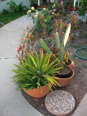 indor-and-out-door-plants-for-sale-big-4