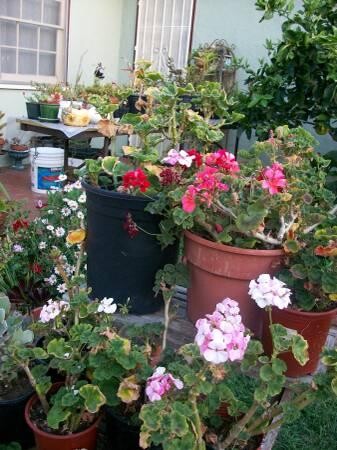 indor-and-out-door-plants-for-sale-big-2