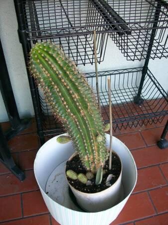 indor-and-out-door-plants-for-sale-big-1