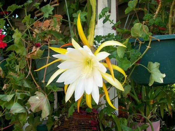 indor-and-out-door-plants-for-sale-big-0