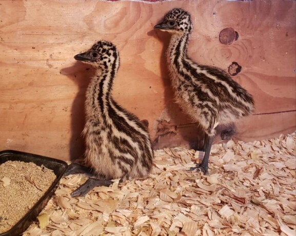 blonde-and-standard-brown-emu-chicks-for-sale-big-0