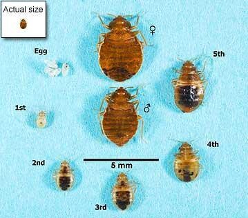 got-bug-problems-big-1