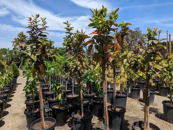 guava-trees-big-9