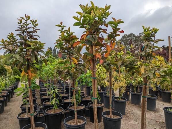 guava-trees-big-8