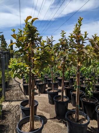 guava-trees-big-6