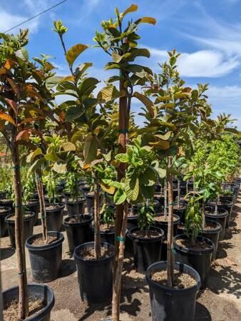 guava-trees-big-5