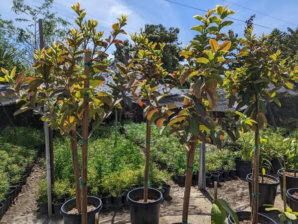 guava-trees-big-3