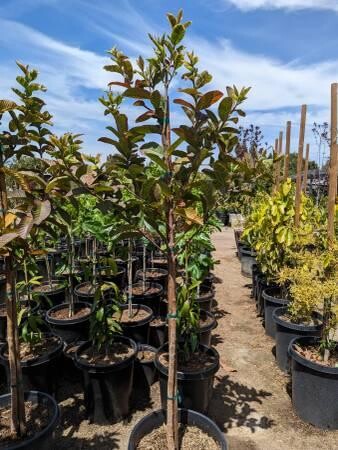 guava-trees-big-2
